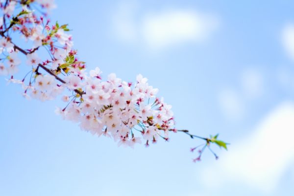桜に関する英語表現 便利な英語表現集